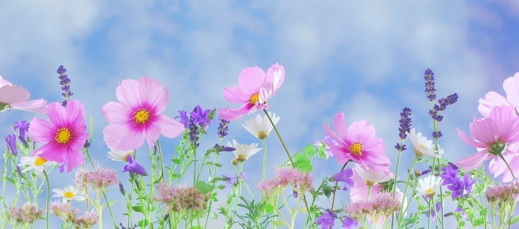 colorful flowers against a blue sky