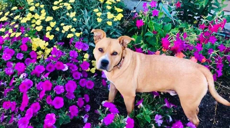 Pit bull mix standing in flower bed