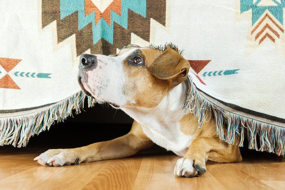 Dog hiding under the couch looking up.