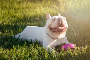 Happy white french bulldog laying in the grass with a toy looking up slightly with a wide smile.