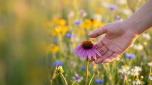 A hand reaching toward one wildflower in a meadow of many — choosing the right flower essence for the person, not the label